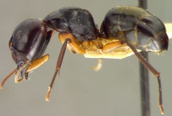 Media type: image; Entomology 22645   Aspect: habitus lateral view
